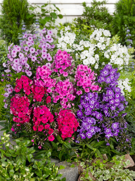 Phlox paniculata mixed