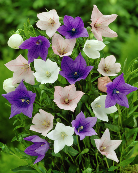 Platycodon grandiflorus mixta