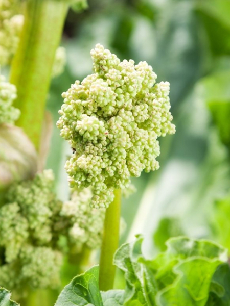 Rheum holsteiner blut rhabarbarum