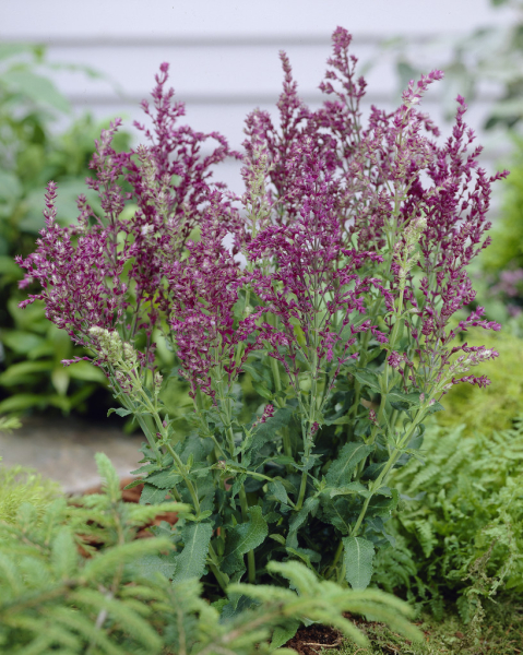 Salvia nemorosa schwellenburg