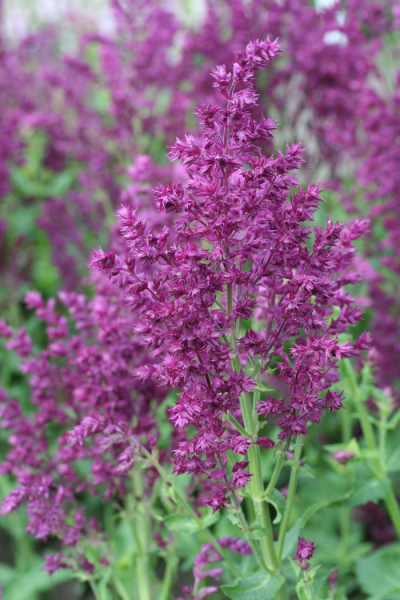 Salvia nemorosa schwellenburg