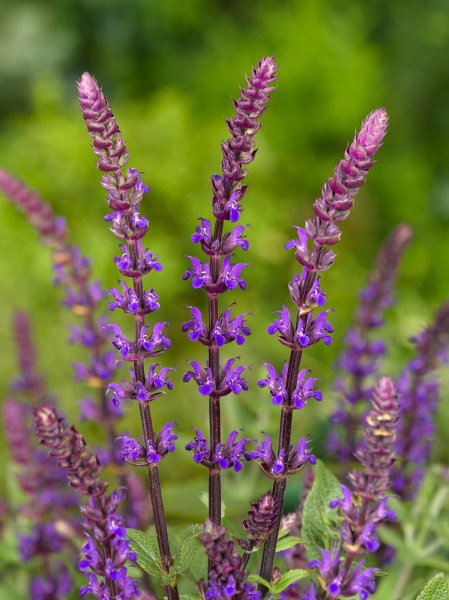 Salvia nemorosa caradonna