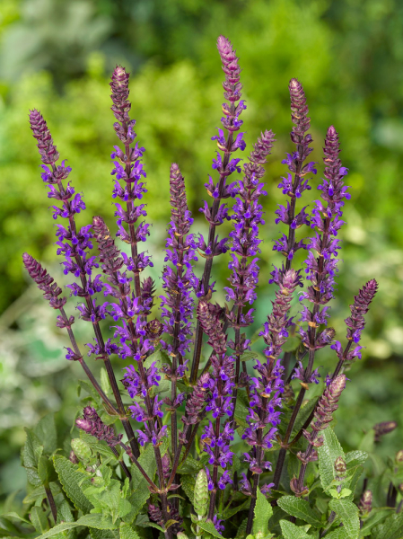 Salvia nemorosa caradonna
