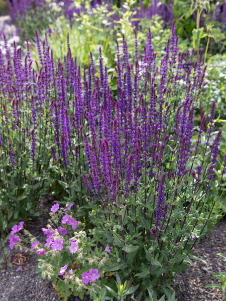 Salvia nemorosa caradonna
