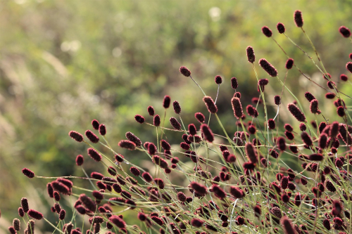 Sanguisorba tanna officinalis