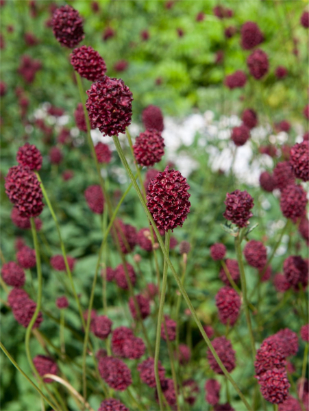 Sanguisorba tanna officinalis