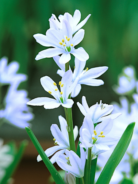 Scilla mischt. tubergeniana
