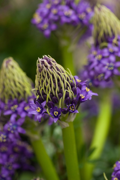Scilla peruviana
