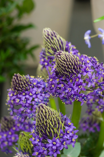 Scilla peruviana
