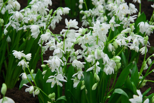 Scilla siberica alba
