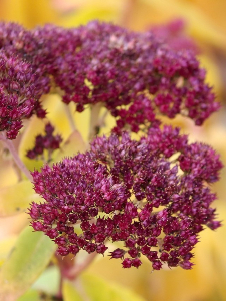 Sedum magical lizzy