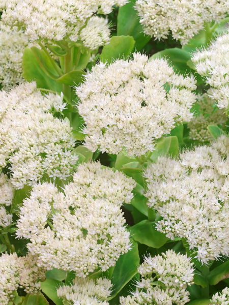 Sedum spectabile stardust