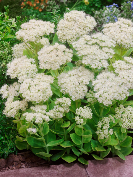 Sedum spectabile stardust