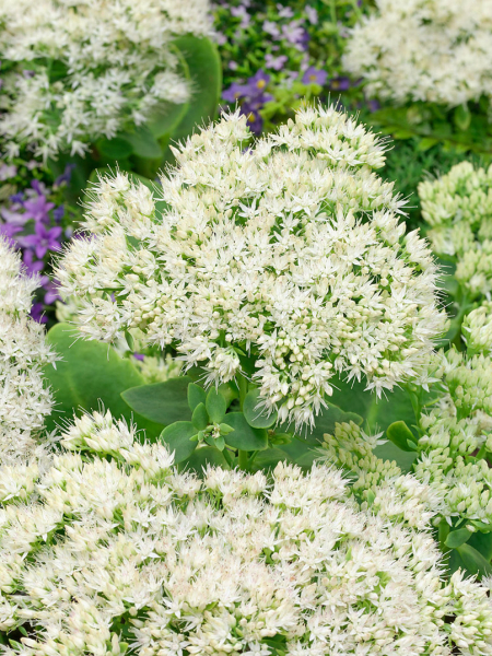 Sedum spectabile stardust