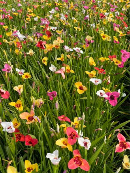 Tigridia pavonia mixed