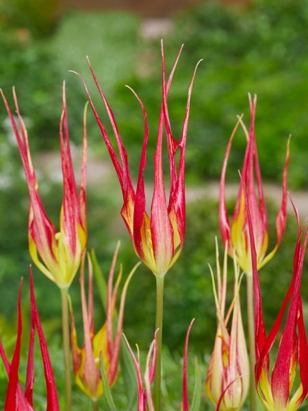 Acuminata