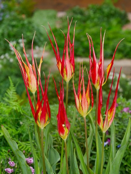 Acuminata