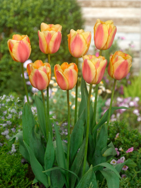 Apricot foxx