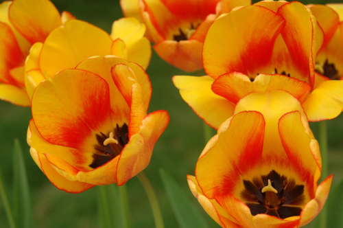 Blushing apeldoorn