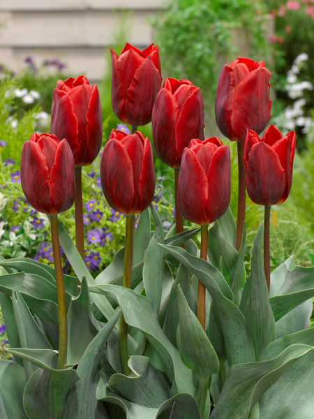 Couleur cardinal