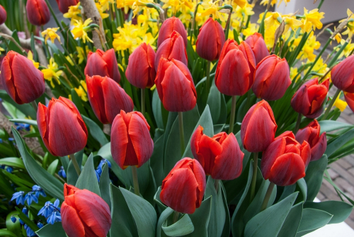 Couleur cardinal