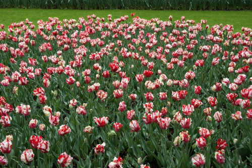 Estella rijnveld