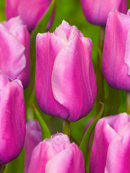 Holland beauty