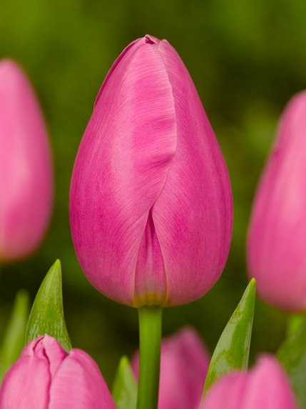 Jumbo pink