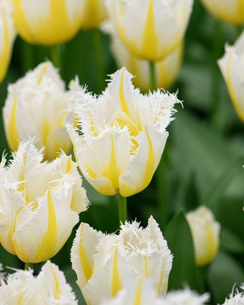 Lemon beauty