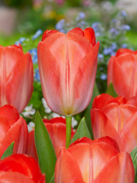 Orange van eijk
