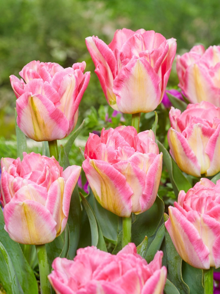 Pink delight