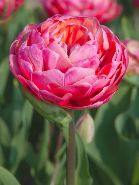 Pink size