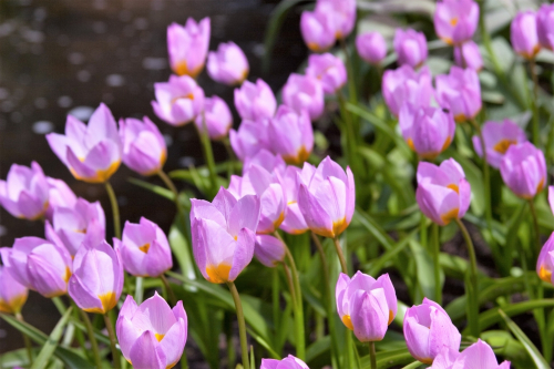 Bakeri lilac wonder