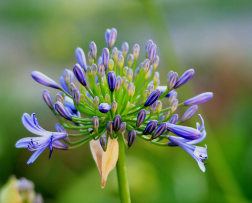 Agapanthus africanus blue