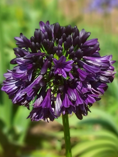 Agapanthus blackjack