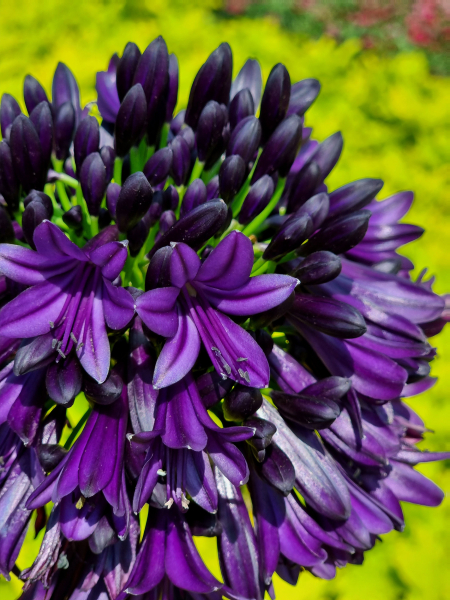 Agapanthus blackjack