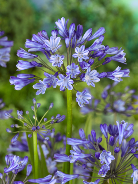 Agapanthus africanus dr. brouwer