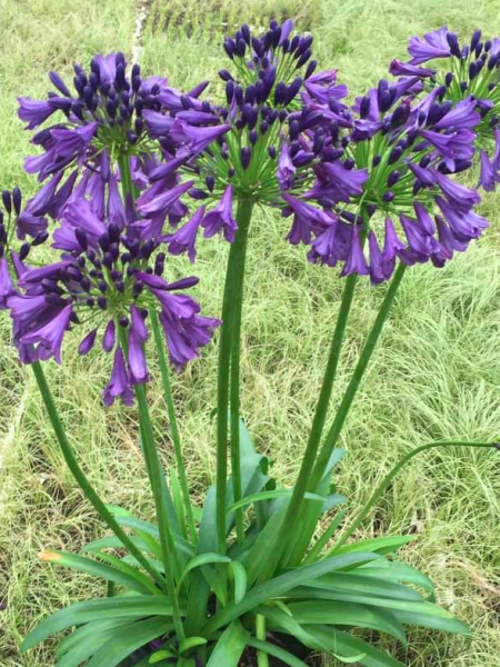 Agapanthus poppin purple