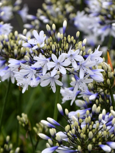 Agapanthus twister