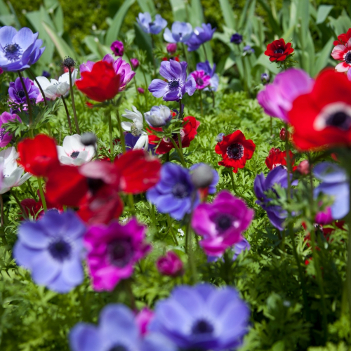 De caen mieszany coronaria