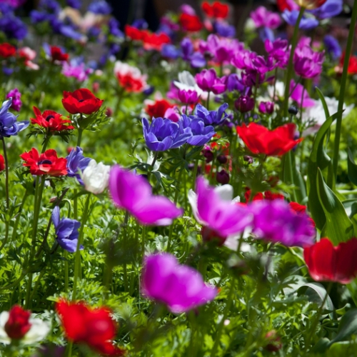 De caen mieszany coronaria