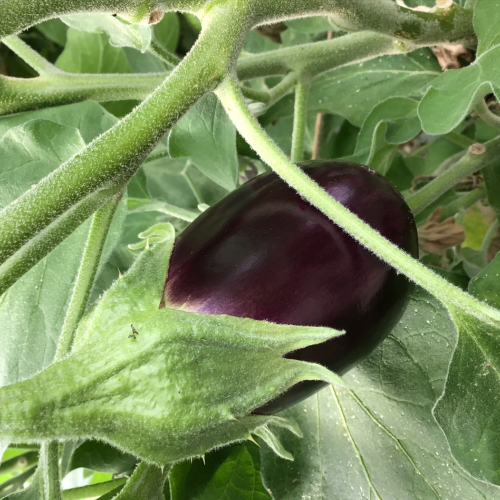 Aubergine violetta lunga 2
