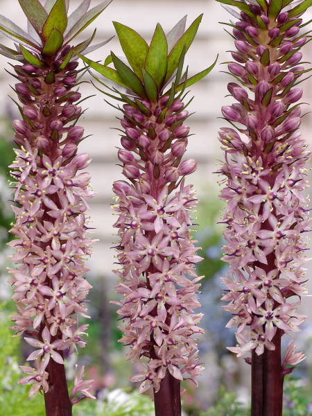 Eucomis indian summer