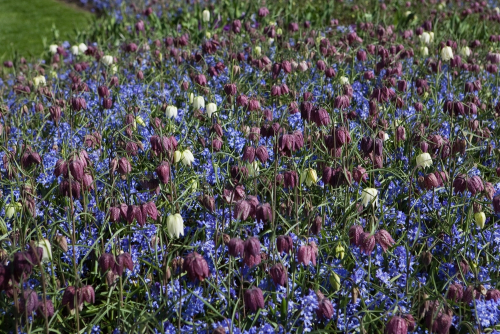 Fritillaria meleagris gemengd