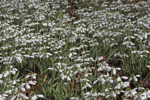 Galanthus s. arnott