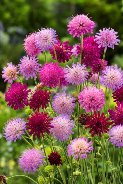 Knautia melton pastels macedonica