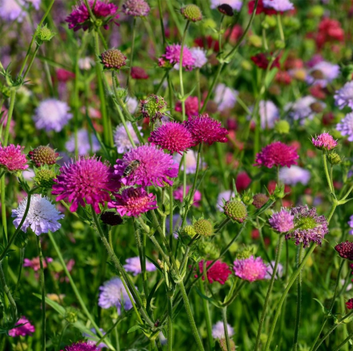 Knautia melton pastels macedonica