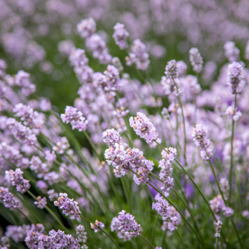 Lavandula angustifolia rosea