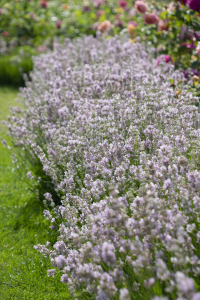 Lavandula angustifolia rosea