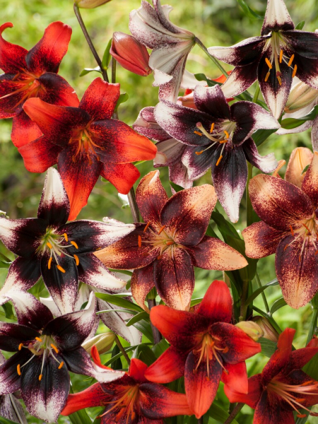 Tijgerlelie 'event' mix